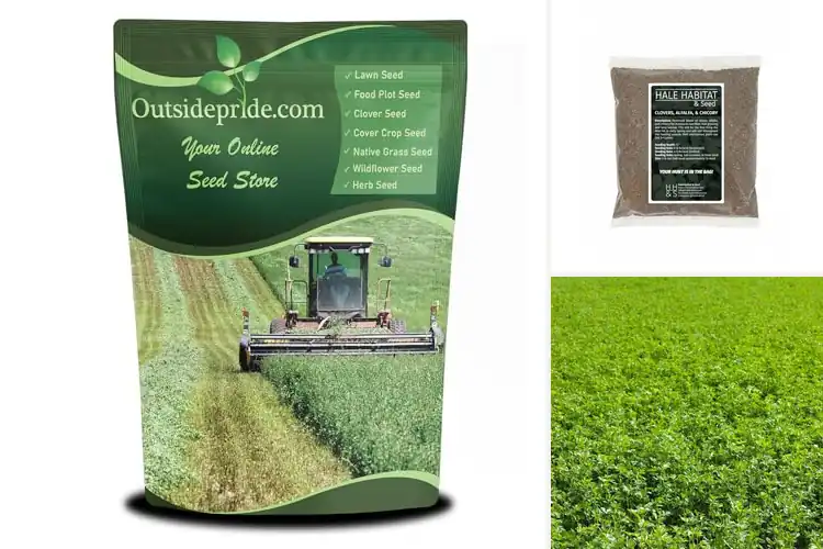 Detailed view of Best Alfalfa Seeds For Forage Production