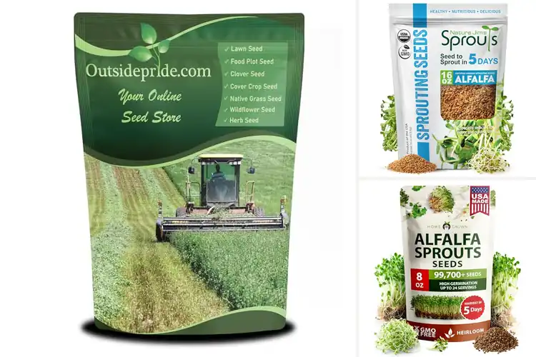 Detailed view of Best Alfalfa Seeds for Multiple Harvests