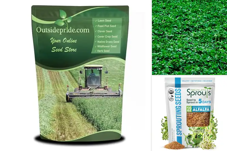 Detailed view of Best Alfalfa Seeds for Planting
