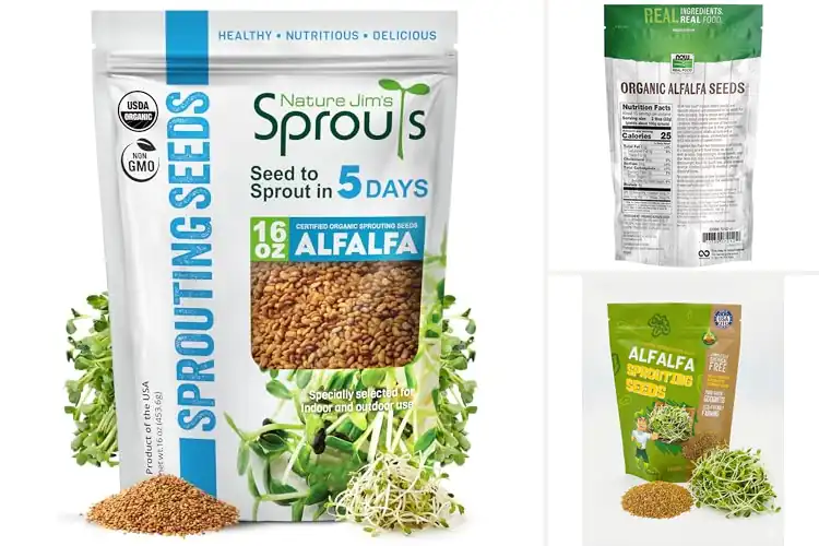 Detailed view of Best Alfalfa Seeds