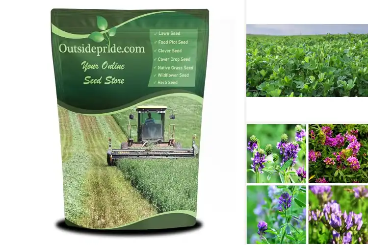 Detailed view of Best Forage Alfalfa Seeds For Nutritional Livestock