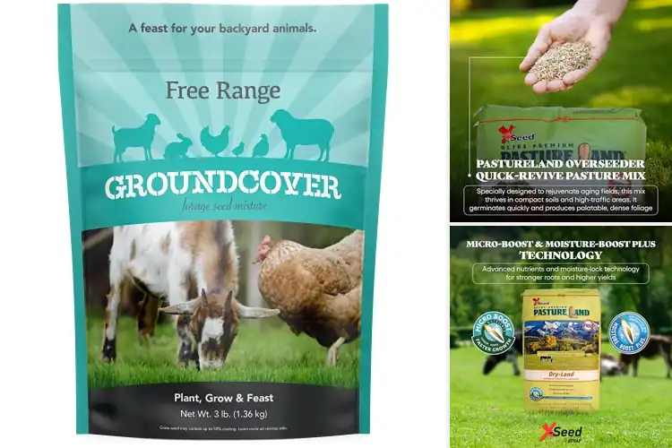 Detailed view of Best Forage Seeds for Livestock