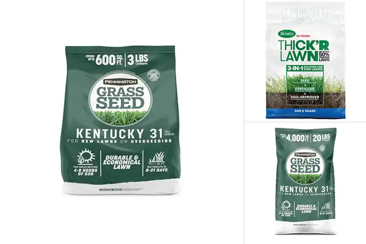 Detailed view of Best Grass Seeds For Lawns