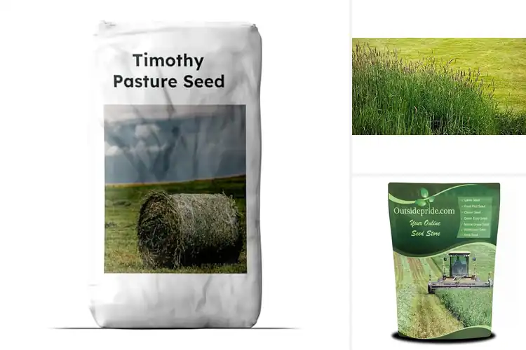 Detailed view of Best Hay Production Seeds: High Yield, Rich Nutrition