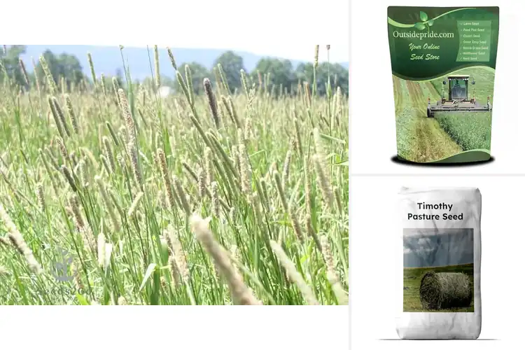 Detailed view of Best Hay Seeds