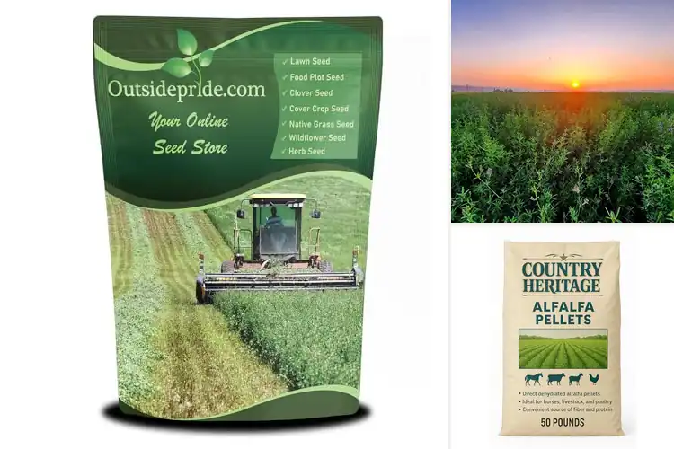 Detailed view of Best High Yield Alfalfa for Bigger, Healthier Harvests