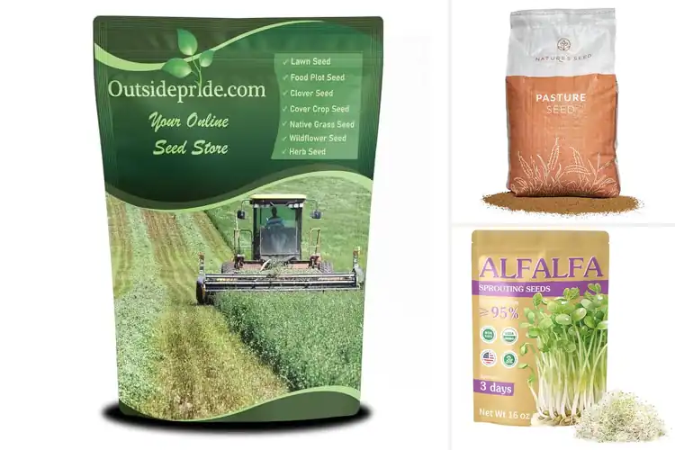 Detailed view of Best High Yield Alfalfa Seeds For Multiple Harvests