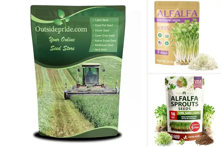 Detailed view of Best High Yield Alfalfa Seeds: Top 10 Lush, Nutritious Picks