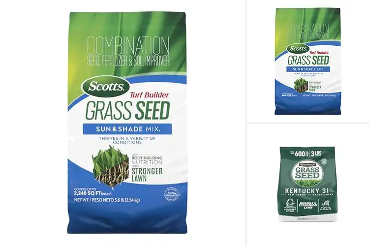 Detailed view of Best Lawn Grass Seeds for a Lush, Green Yard