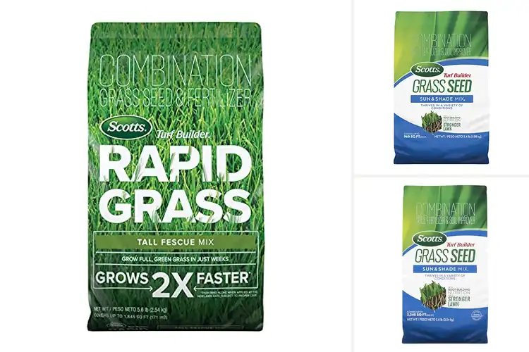 Detailed view of Best Lawn Seeds: Your Guide to a Lush, Green Yard
