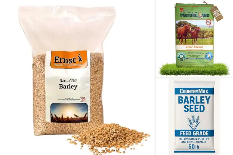 Detailed view of Best Livestock Feed Seeds