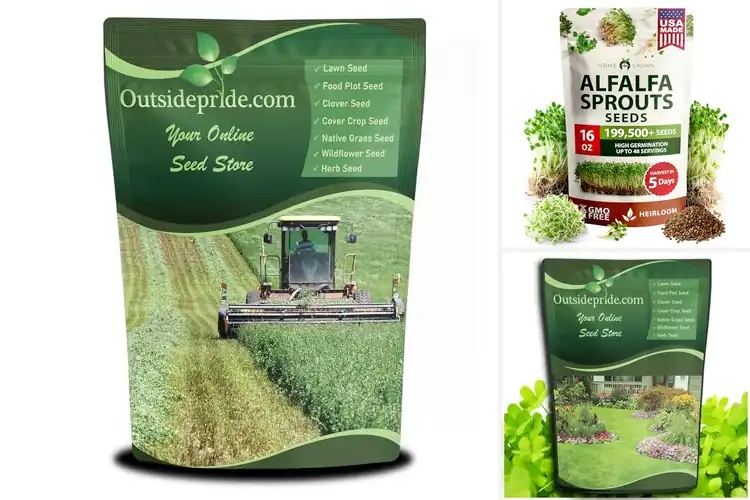 Detailed view of Best Nitrocoated Alfalfa Seeds For High Germination