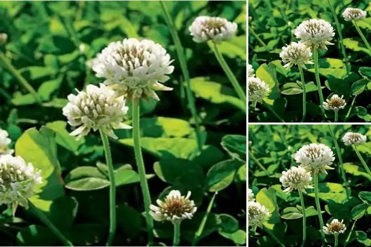 Detailed view of Best Nitrocoated Inoculated Seeds