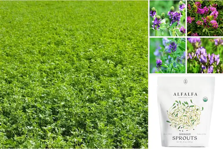 Detailed view of Best Non-GMO Alfalfa Seed For Livestock