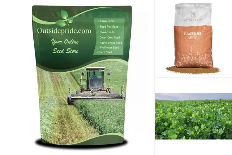 Detailed view of Best Non GMO Alfalfa Seeds For Lawns Pastures Hay