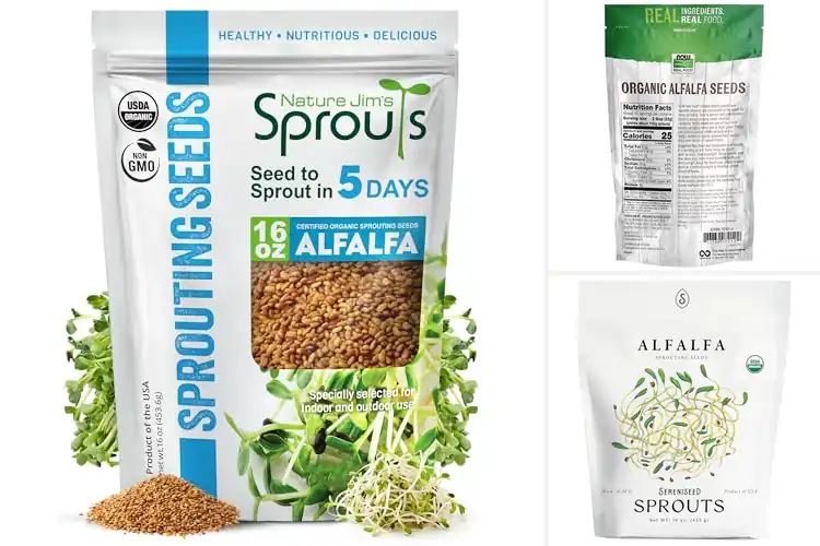 Detailed view of Best Non-GMO Alfalfa Seeds: Fresh, Healthy Sprouts at Home