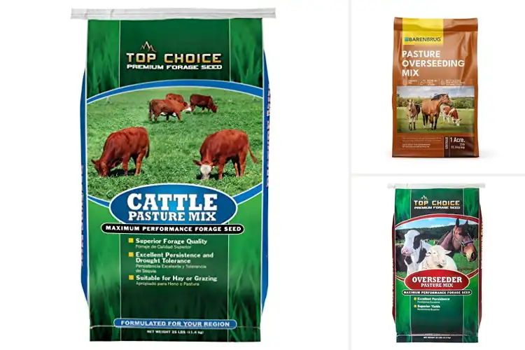 Detailed view of Best Pasture Seeds for Cattle: Top Picks for a Thriving Herd