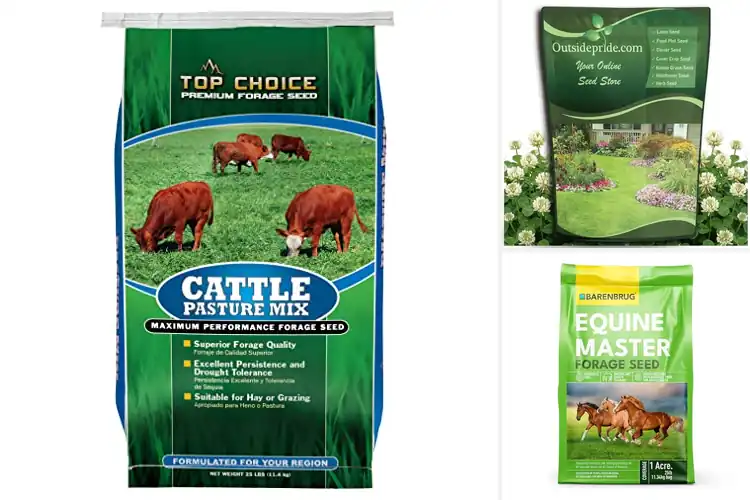 Detailed view of Best Perennial Pasture Seeds