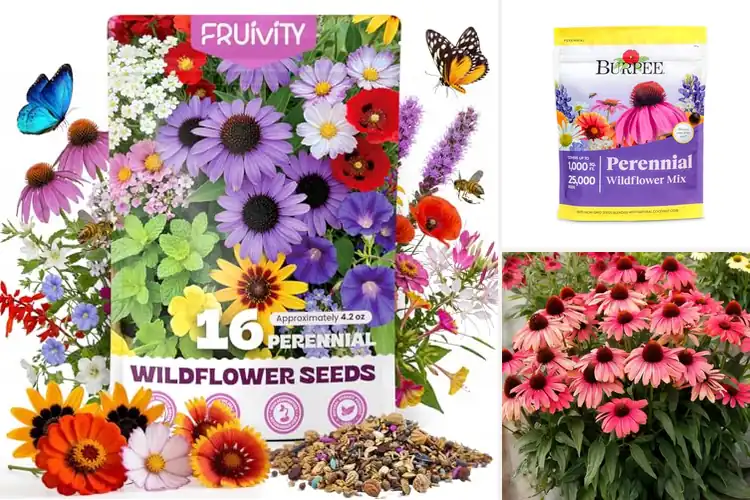 Detailed view of Best Perennial Seeds
