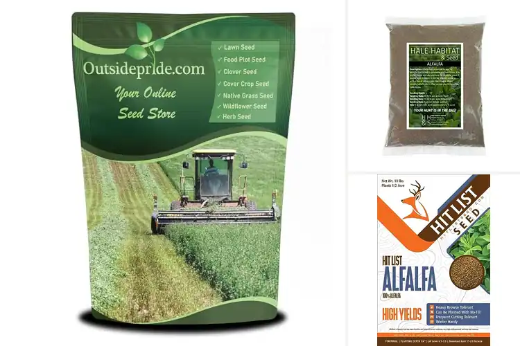 Detailed view of Best Winter Hardy Alfalfa Seeds: Thrive Through Cold Seasons